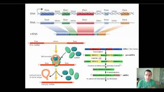 Eukaryotic PostTranscriptional RNA Processing [upl. by Nyraf]