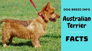 Australian terrier dog breed All breed characteristics and facts about Australian Terrier [upl. by Longerich691]