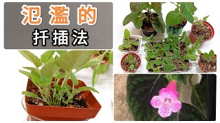 苦苣科花貓植物這樣扦插繁殖，簡直是氾濫啦，多子多孫的扦插法，簡單成功率又高1092023 [upl. by Assirod]