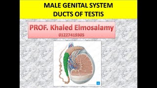 Histology ducts of testis Male genital system  histology of epididymis [upl. by Manthei]