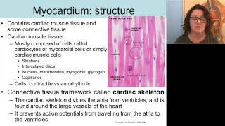 BIO 272 Heart Myocardium structure [upl. by Pulsifer]