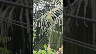 Green Bee eater [upl. by Anne-Marie880]