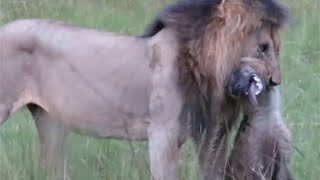 Male lion with a hyena in his mouth [upl. by Riebling]