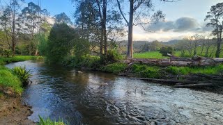 Quick flick at my local Creek in Noojee [upl. by Atekan837]