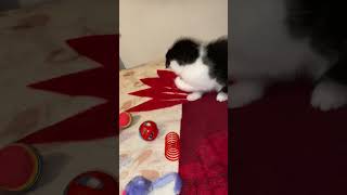 funny little katten play [upl. by Aloysius]