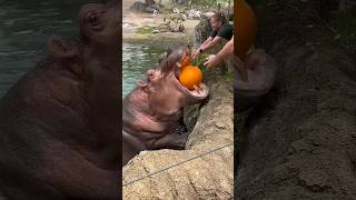 Hippos Eating Pumpkin hippo viralhog wildlife zoo animals food pumpkin [upl. by Bork]