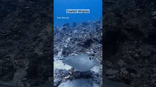 Beautiful Cowtail stingray gliding gracefully through the depths underwater diving shorts [upl. by Htebaras]