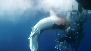 Great white shark hits cage and bleeds to death Viewers discretion advised  Original Video [upl. by Brandes]