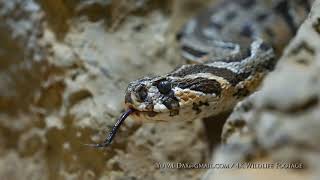 צפע מצוי  أفعى فلسطين Palestine viper Daboia palaestinae [upl. by Egreog305]