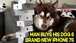 Chinese Billionaires Son Buys His DOG 8 Brand New iPhone 7s [upl. by Imogen]