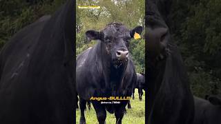 Buqalar olami Simmental Angus Greeford Shvetskaya Piedmonte [upl. by Shewmaker]