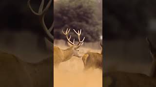 The Rutting Season continues nature deerstags naturephotography wildlife deerseason deerart [upl. by Analrahc]