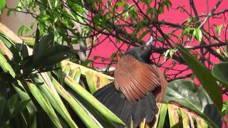 Coucal Sunning [upl. by Akemrej]