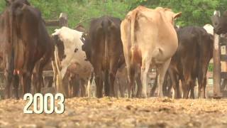 Agricultura al Día  Historial brotes de fiebre aftosa en Colombia [upl. by Enelie]