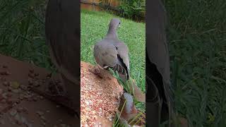 Beautiful Birds Singing in Nature Best Cat TV Videos for Cats to Watch 4K Birds Nature HD birds [upl. by Valma16]