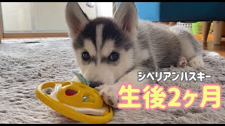 シベリアンハスキーの子犬がお家にやってきた♪Siberian husky [upl. by Aciretal201]