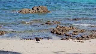 Variable oystercatchers at Hobbs beach  TiriTiri Matangi  New Zealand  New Zealand Birds [upl. by Fenny]