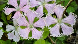 Fringed Campion Silene catesbaei [upl. by Dewar328]