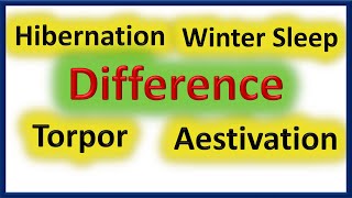 Difference Between Hibernation Winter Sleep Torpor Aestivation [upl. by Aliehs]