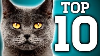 Awesome 10 Cat Facts You Need to Know  Earth Unplugged [upl. by Aehtna]