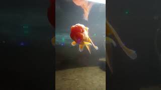 goldfishredcapfishloveraquariumfishfishyoutubeshorts [upl. by Moya]