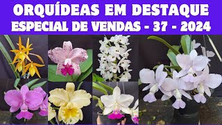 ORQUÍDEAS em DESTAQUE  Especial de Vendas 37  2024  CATTLEYA WALKERIANA GILDA MARIA X CW A15 [upl. by Danette]