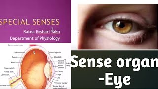 Special Senses Eye sense organ by GMC Lecturer Ratna Kesari Tako [upl. by Yramliw]