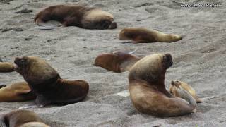 Falkland Islands Malvinas Argentina Valdes Peninsula Uruguay South America and Antartica p 6 [upl. by Nostaw379]