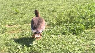 Lesser White fronted Goose [upl. by Lachus512]