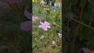 Pink Cosmos nature 🏵️🌸 flowerlover flute youtubeshorts 🏵️🌸 [upl. by Cecelia707]