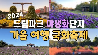 4K 드림파크 야생화단지에서 열린 가을여행 국화축제2일13일 인천 드림파크 국화축제가을꽃산책로 먹거리장터 등 풍성한 축제 [upl. by Nahtaneoj]