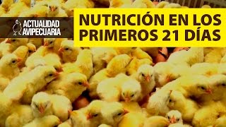 La nutrición en los 21 primeros días del pollo [upl. by Nim538]