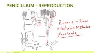 FUNGI – PARTXV ASCOMYCOTA PENICILLIUM – REPRODUCTION [upl. by Daigle]