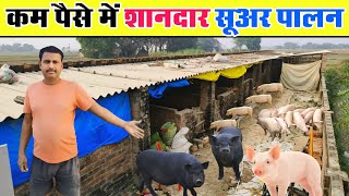 कम पैसे में शानदार सुअर पालन  Pig farm [upl. by Ashelman]