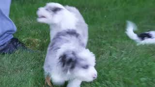 Allen Millers Mini Sheepadoodle Puppies [upl. by Notsreik291]