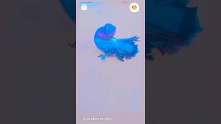 Indian fental pigeon ❤️viral pigeon pigeonpigeon trending trendingshorts kabootar [upl. by Amr291]