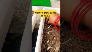 💯 How to grow garlic at home👍😮shortsyoutube shortsviral videotrending [upl. by Courtnay]