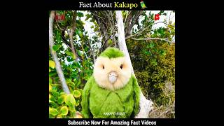 Fact About Kakapo 🦜 [upl. by Emlynn]