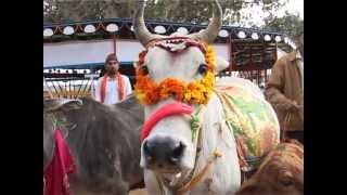 AARTI GAU MATA KI Directed By Sandeep Chugh [upl. by Amikehs]