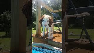 English setter puppy at two months [upl. by Ailam]