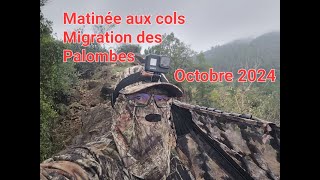 Matinée aux cols Migration des Palombes octobre 2023 [upl. by Veal]