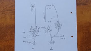 How to draw funaria  Funaria diagram drawing tutorial  Science project for beginners [upl. by Allimrac777]