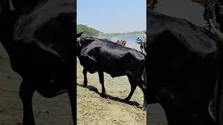 Superb 😆😆😆😆😆 dog football doglover love pets cow cowvlogsbd bull bdcowcow zaziravlogbd [upl. by Ducan214]