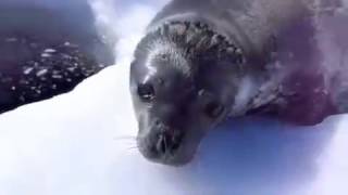 Funny Seal Subtitle [upl. by Nirehs]