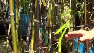 Bambusa Lako or Black Bamboo from Bamboo Plants Online [upl. by Rufena]