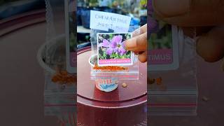 How to grow cheiranthus maritimus flower from seeds youtubeshorts shortsfeed rooftopgardens [upl. by Lally]