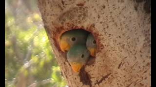 Bloosum headed parekeet nest feeding [upl. by Meirrak530]