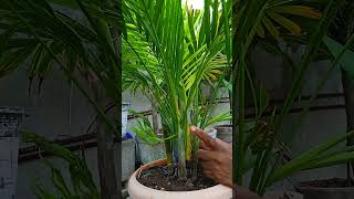 quotAreca palm carequotGoldan palm arecapalmcare Goldanpalcare indoorplantcare plantlover [upl. by Yrrol]