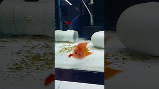 Feeding fish to my short body Flowerhorn 🤌🏻petcarat fish flowerhorn aquariums fishroom viral [upl. by Aicilaana]