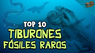 Top 10 Tiburones fósiles RAROS [upl. by Ahsain852]